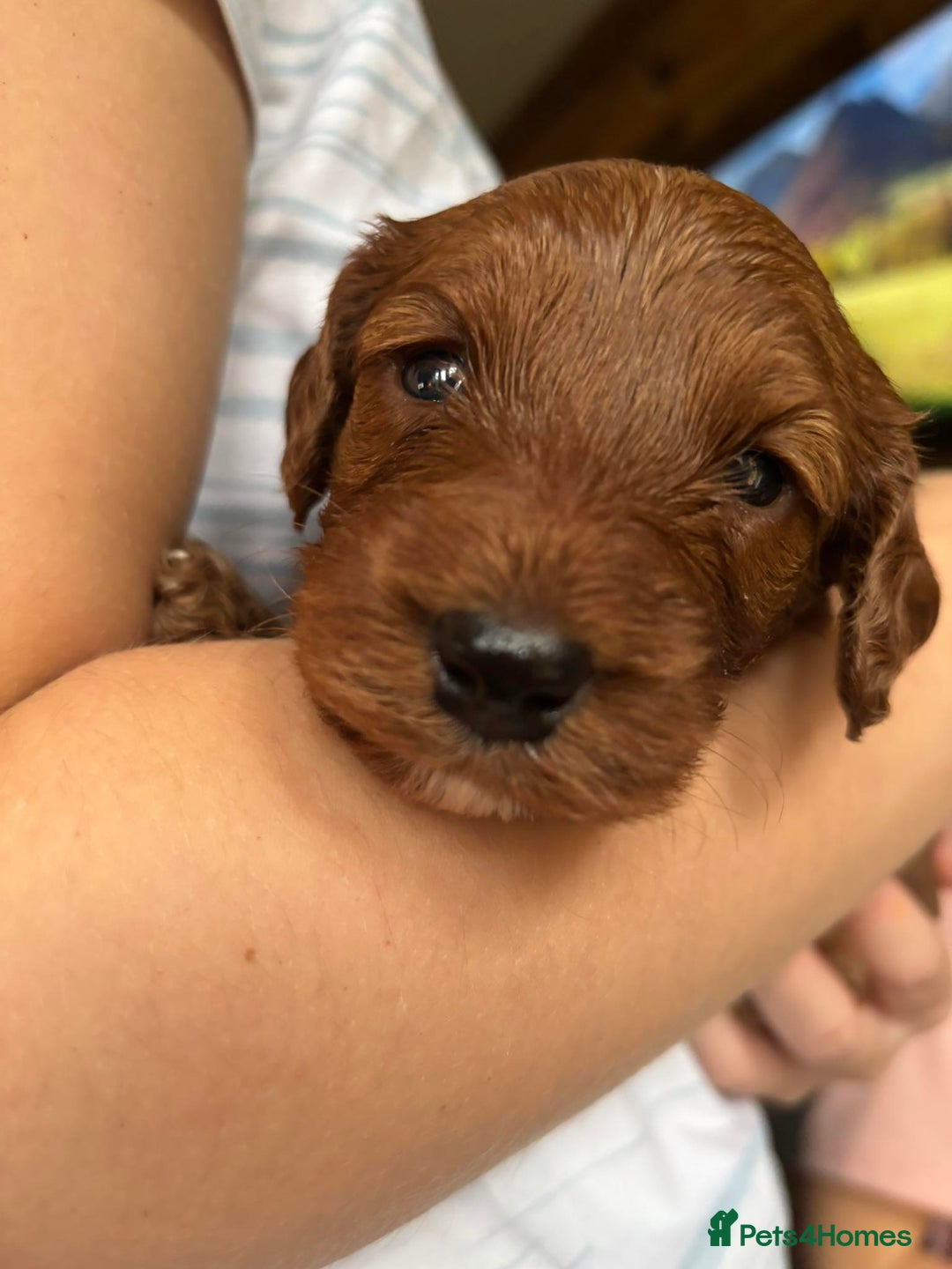 Cockapoo dogs for sale: Stunning Fox Red F1B Cockapoos Outstanding Quality - Image 11