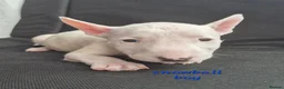 English Bull Terrier dogs for sale: English Bull pups ready to leave - Advert 8
