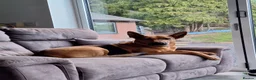 Mixed Breed dogs for sale: Red - Looking for loving home 🏡  - Advert 6