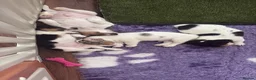 Jack Russell dogs for sale: Miniature Jack Russell puppies - blue carriers - Advert 20