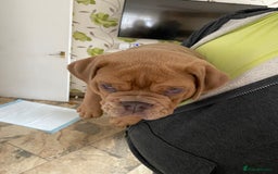 Olde English Bulldogge dogs for sale: 2 male gorgeous Ild English Bulldogs - Image 11