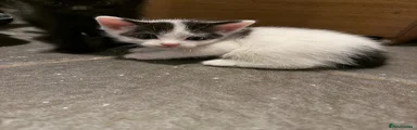 Mixed Breed Kitten 1