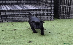 Staffordshire Bull Terrier dogs for sale: Staffordshire bull terrier pups - Image 3