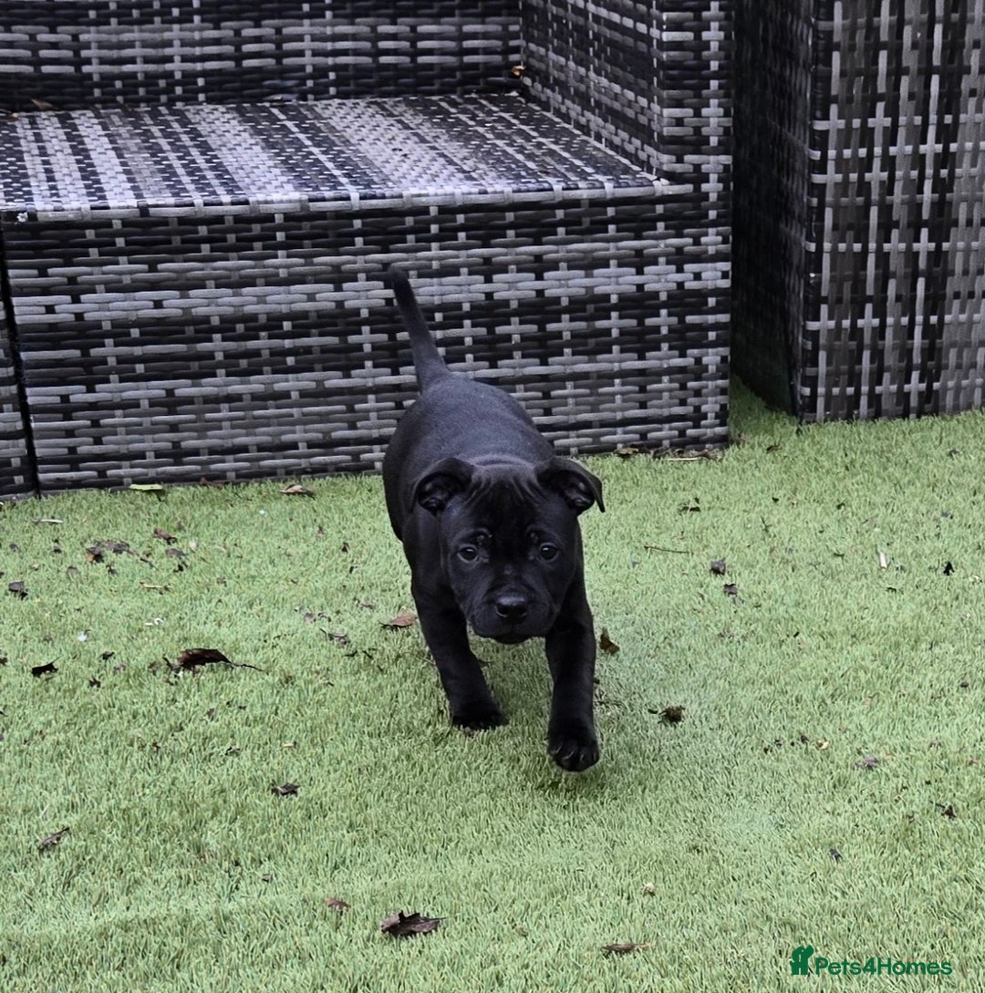 Staffordshire Bull Terrier dogs for sale: Staffordshire bull terrier pups - Image 3