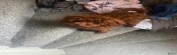 Toy Poodle dogs for sale: nearly a year old asian toy poodle red in Stockport - Advert 2