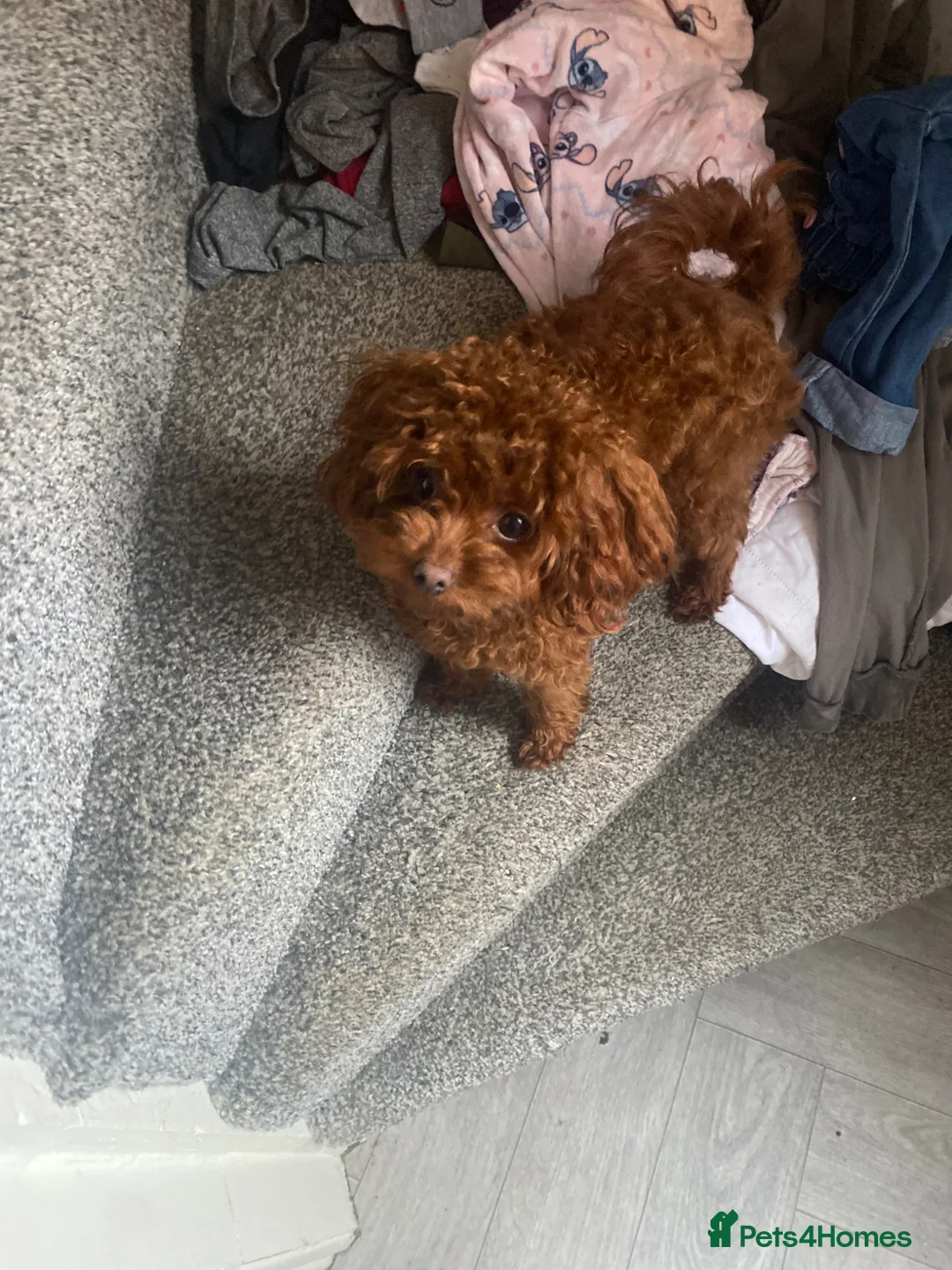 Toy Poodle dogs for sale: nearly a year old asian toy poodle red in Stockport - Advert 2
