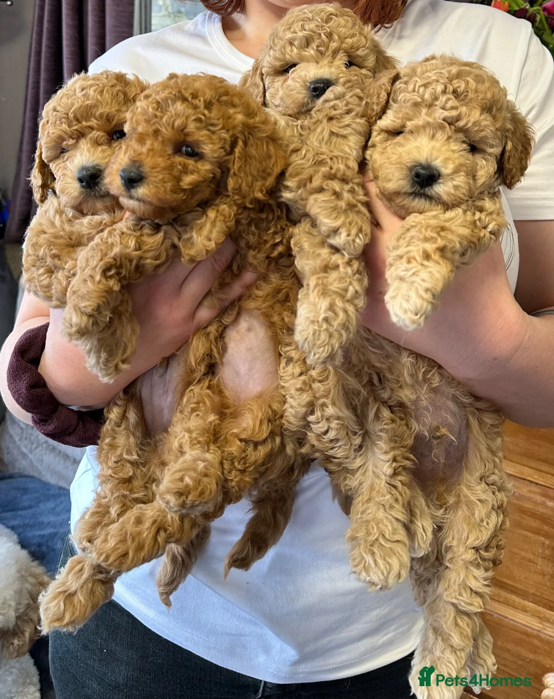 Cavapoo dogs for sale: Extensively health tested cavapoos  - Advert 17