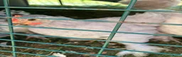 Chickens poultry for sale: Pekin bantam cockerels in Plymouth - Advert 4