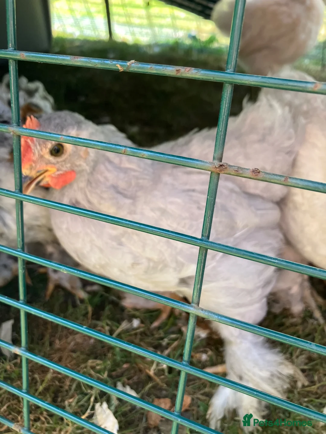 Chickens poultry for sale: Pekin bantam cockerels in Plymouth - Advert 4