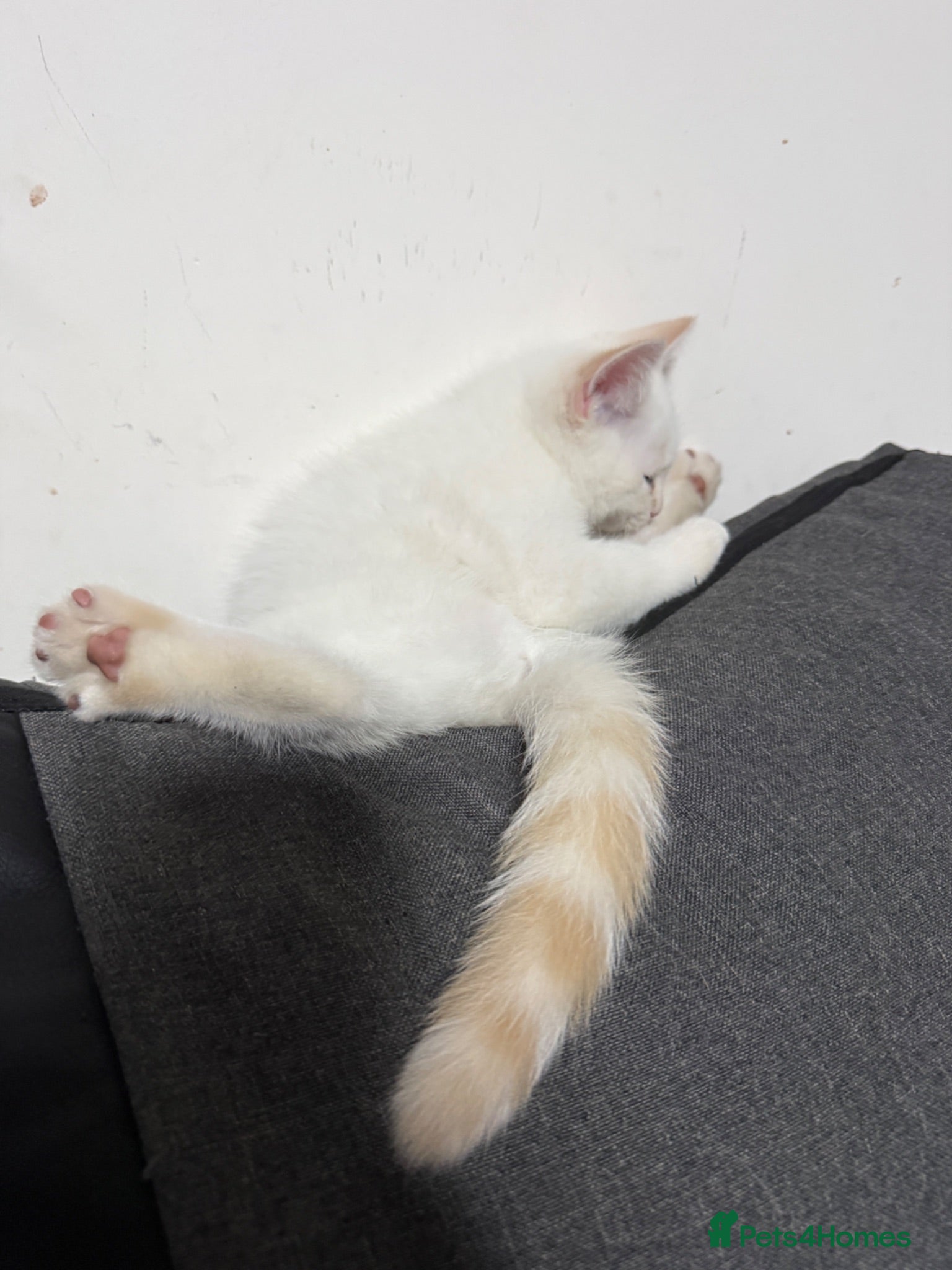 Scottish Fold cats 🩷Beautiful white Scottish Straight girl🩷 - Advert 2