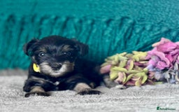 Miniature Schnauzer dogs for sale: Cutest KC Miniature Schnauzers - 3 boys/2 girls - Image 10