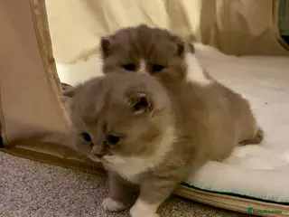 British Shorthair cats Fantastic Pedigree Lilac BSH Kiitens - Advert 6