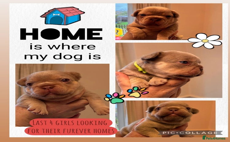 French Bulldog dogs - Advert 4