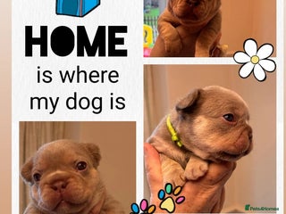 French Bulldog dogs KC Registered French Bulldog Puppies - Advert 2