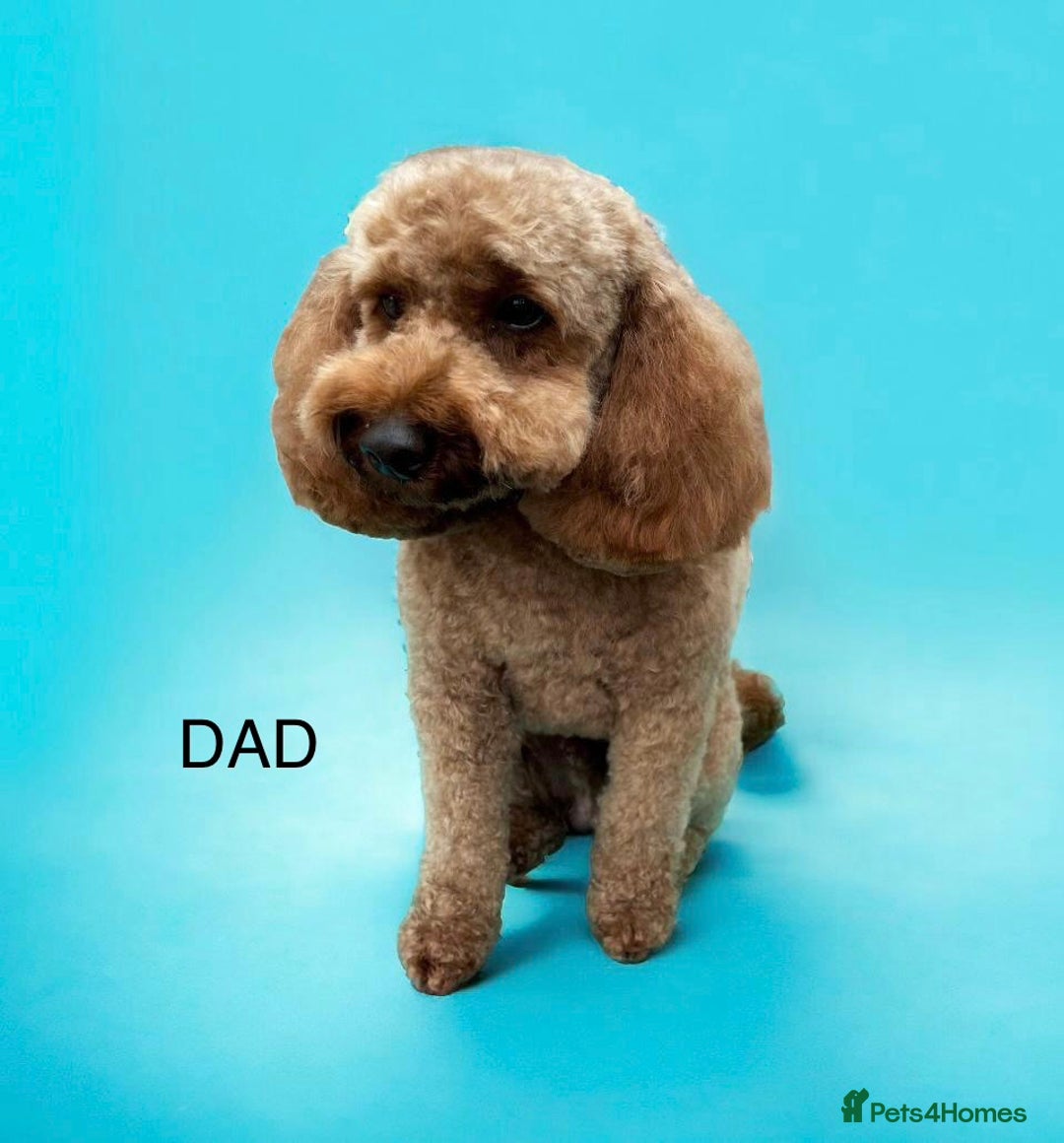 Cockapoo dogs for sale: Adorable cockapoo puppies for sale - Advert 17