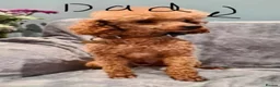 Toy Poodle dogs for sale: Red Toy Poodles - Advert 3