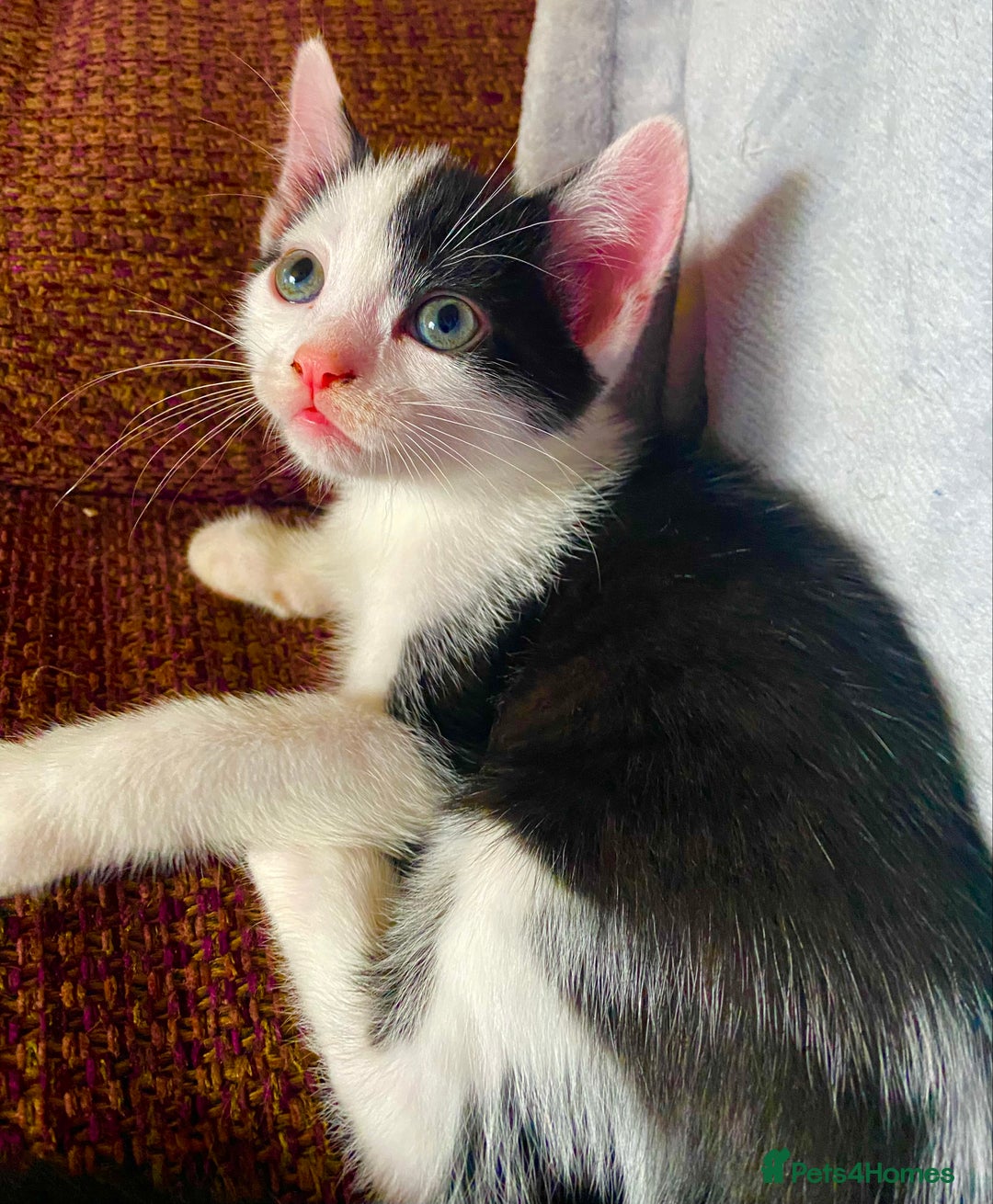 British Shorthair cats for sale: AVAILABLE 2 Beautifulbou kittens identical twins  - Image 27