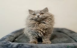 British Longhair cats for sale: TICA Beautiful Blue British Longhair Female - Image 13