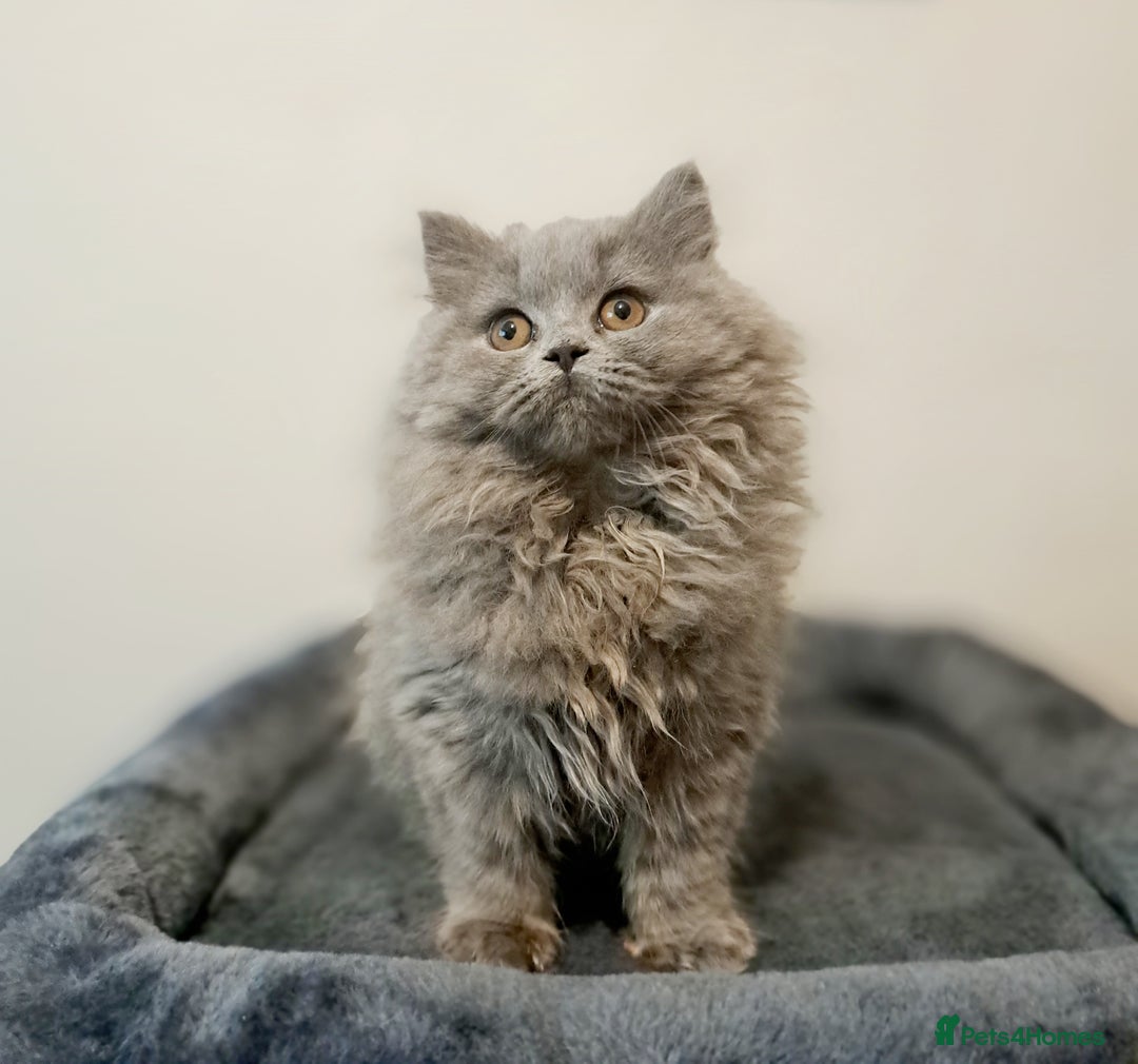 British Longhair cats for sale: TICA Beautiful Blue British Longhair Female - Image 13