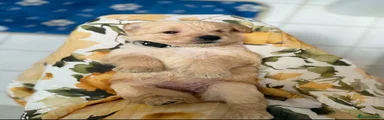 Labradoodle 5