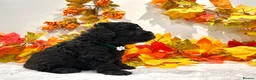 Miniature Poodle dogs for sale: 🌟RARE Silver Miniature Poodle Puppies DNA CLEAR🌟 - Advert 7