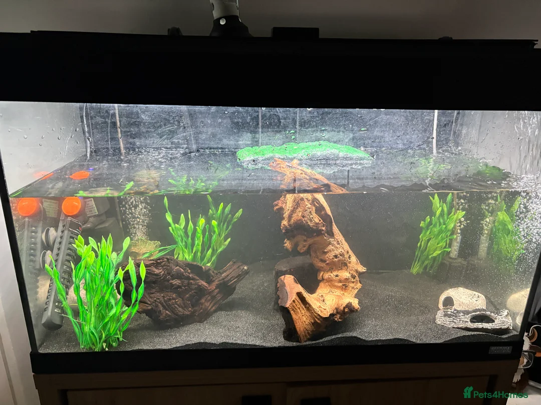 Turtle reptiles for sale: 3 baby musk turtles with set up - Advert 1