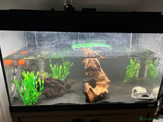 Turtle reptiles 3 baby musk turtles with set up - Advert 1