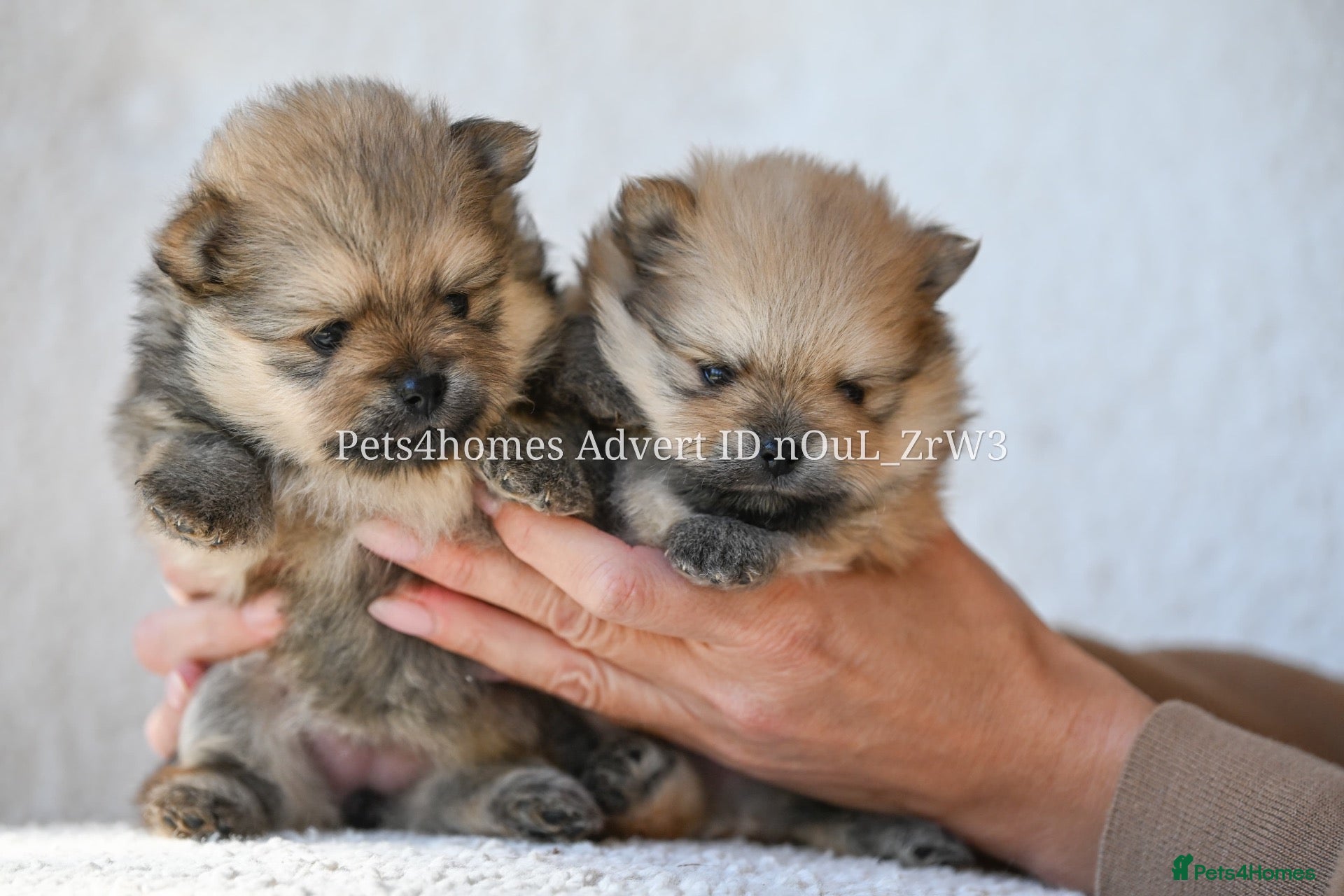 Pomeranian dogs Gorgeous small Pomeranian puppies 🐻 - Advert 2