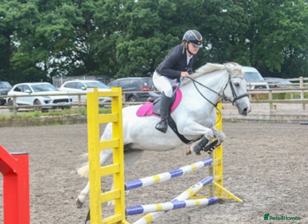 Connemara horses for sale: 💖BARBARA💖 - Image 1