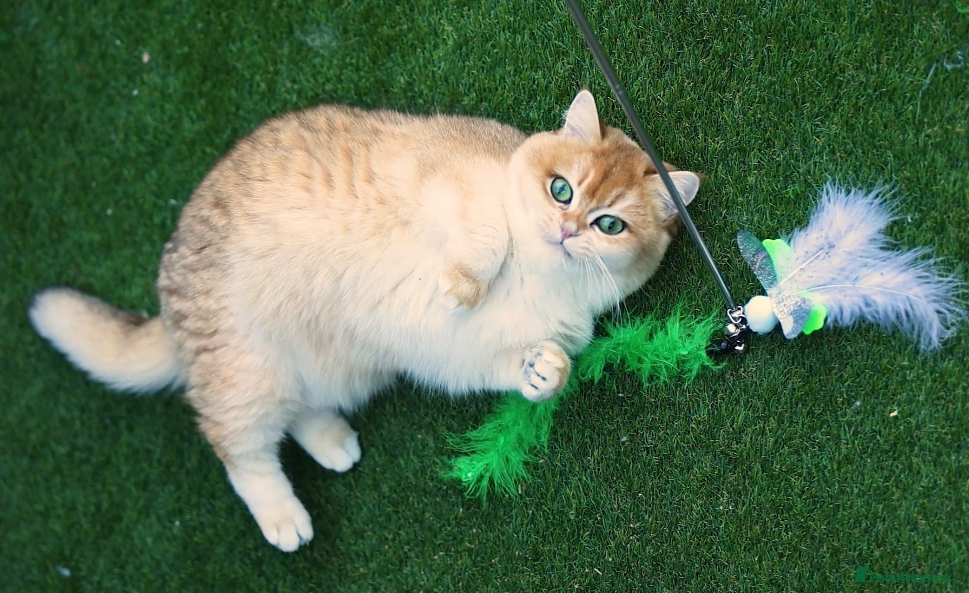 British Shorthair cats Active queens to pet hobby breeder ONLY  - Advert 4