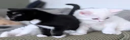 Mixed Breed cats for sale: 2 gorgeous fluffy tuxedo kittens available  - Advert 6