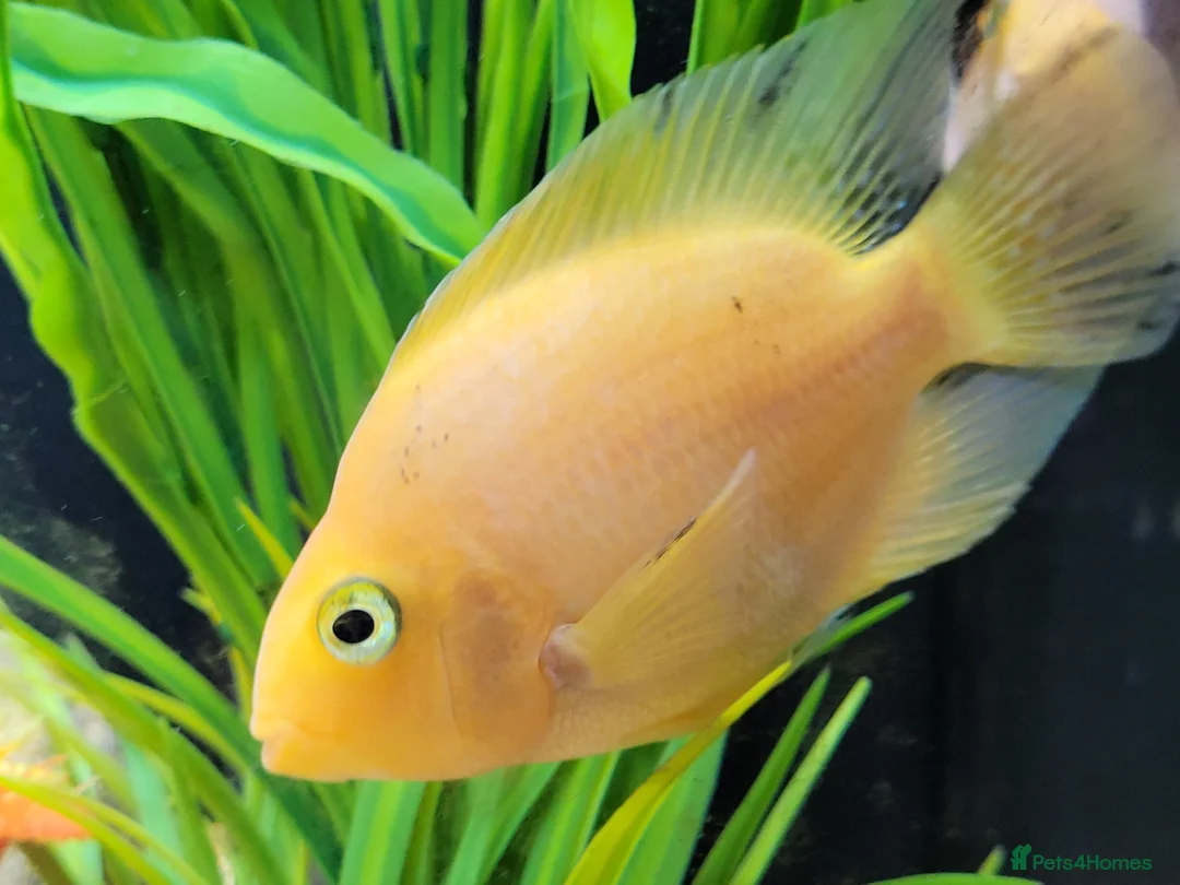 Cichlids fish for sale: Parot cichlid fish for sale - Advert 3