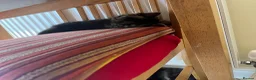 Domestic Shorthair cats for adoption: 2x gorgeous female rescue kittens need homes - Advert 14