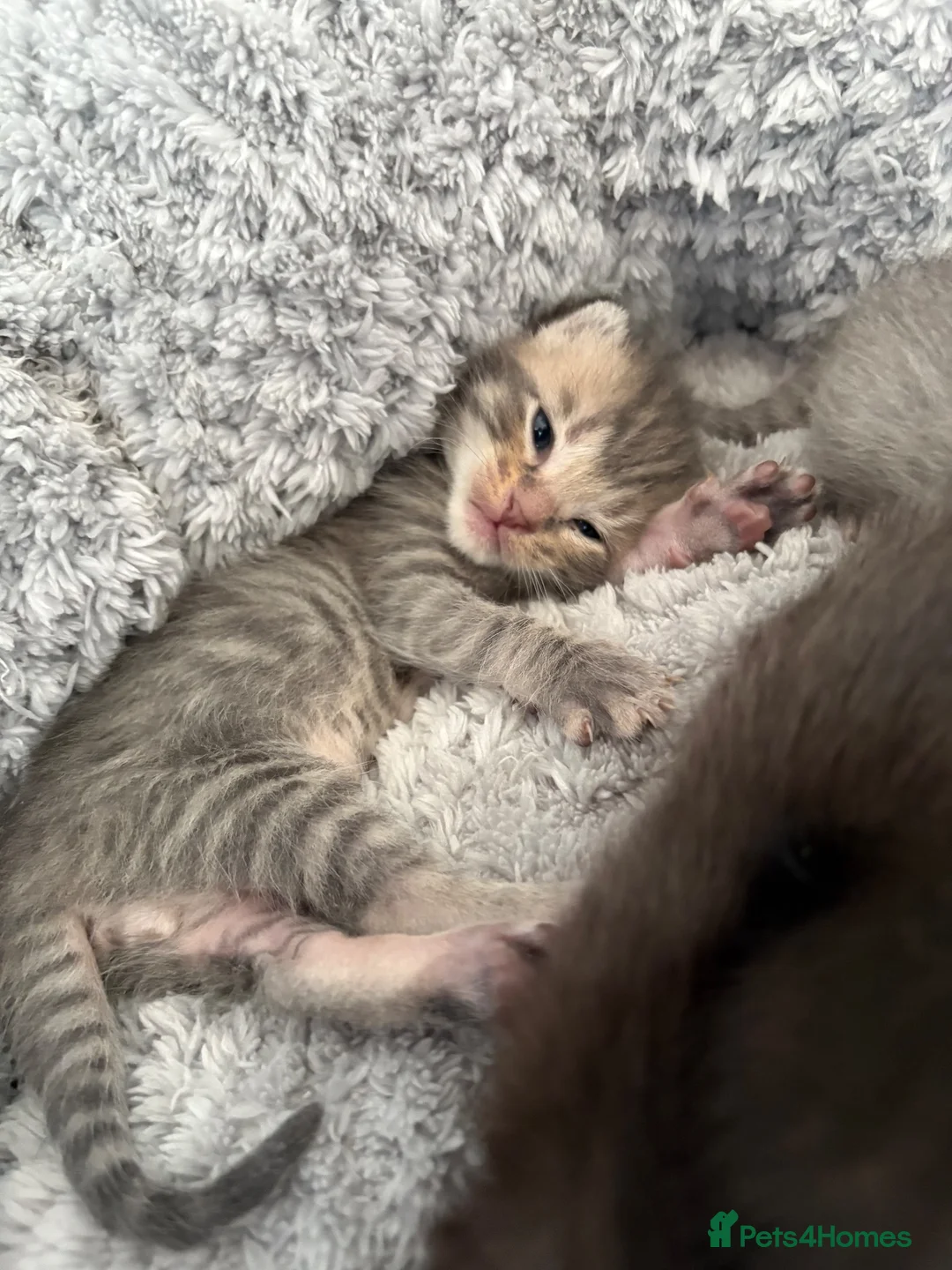 Mixed Breed cats for sale: 6 Hand-Reared Kittens Looking for Loving Homes - Advert 11