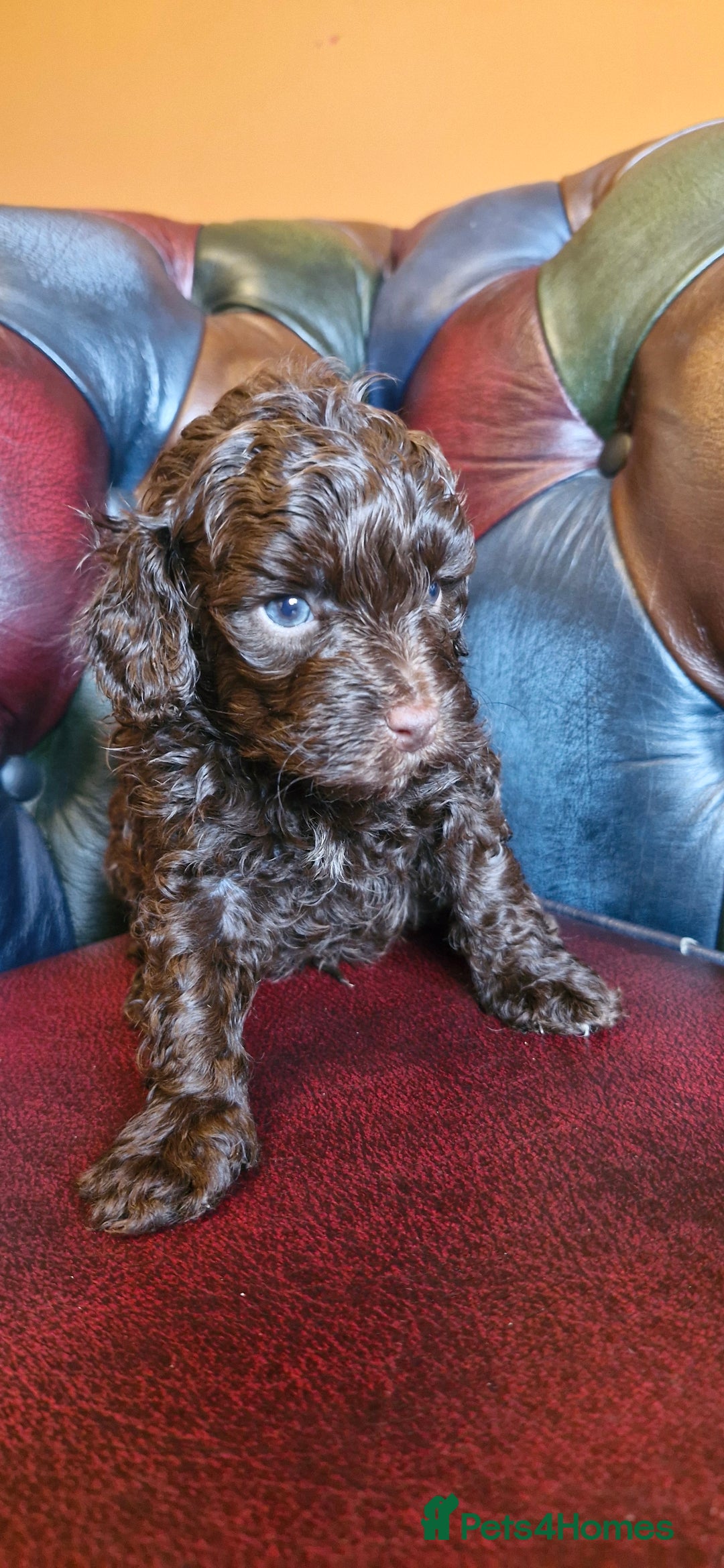 Cavapoo dogs for sale: Gorgeous f1bb Multicolour Cavapoo pups - Image 27