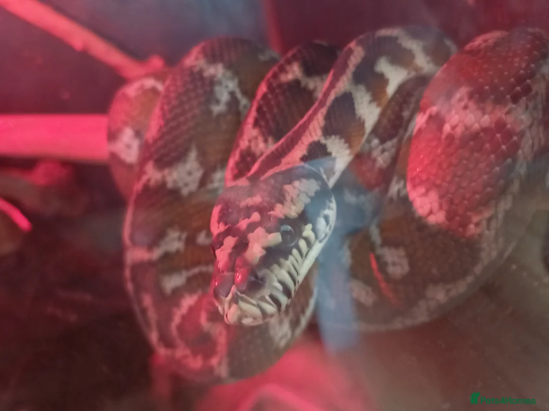 Python Snake reptiles for sale: Male jungle carpet python - Advert 2