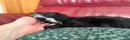 Cockapoo dogs for sale: 4 really to go F2 cocker puppies  in London - Advert 7