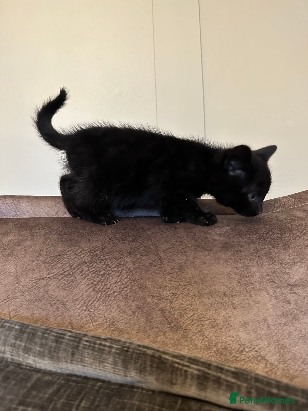 Domestic Shorthair cats for sale: Kittens  - Image 10