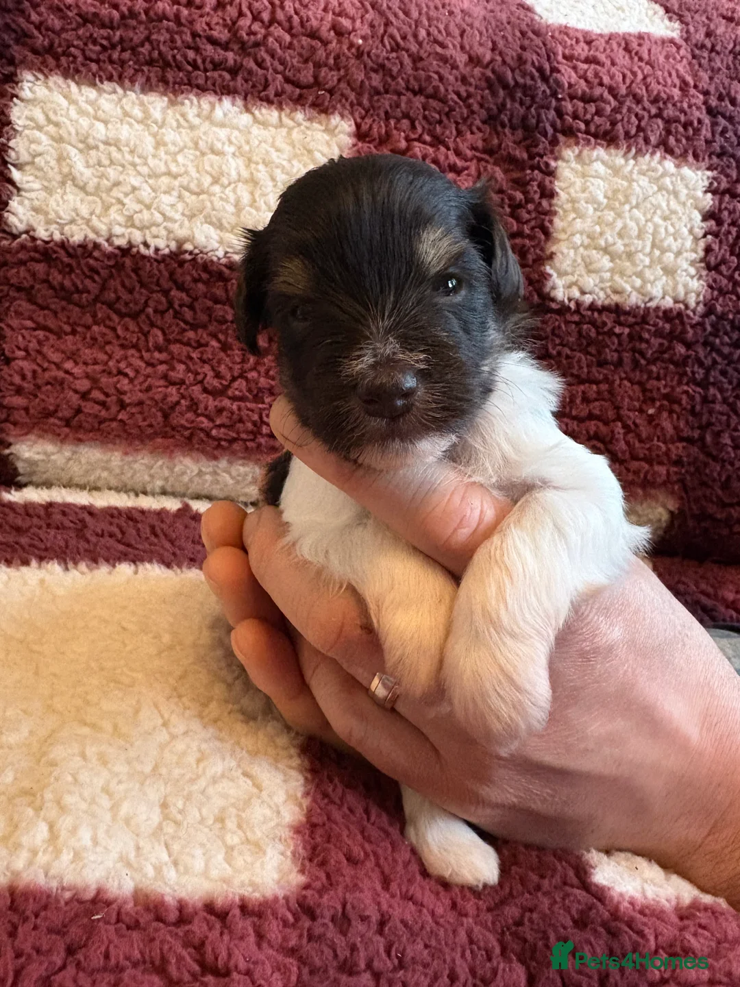 Miniature Schnauzer dogs for sale: SOLD KC Reg Miniature Schnauzers - Advert 6