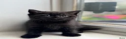 British Shorthair cats for sale: British shorthair kittens  - Advert 21