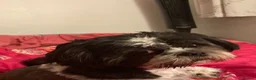 Shih Tzu dogs for sale: Shihtzu for rehoming in Alfreton - Advert 7