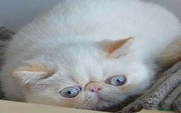 Exotic cats for sale: Outstanding Exotic Persian  - Image 16