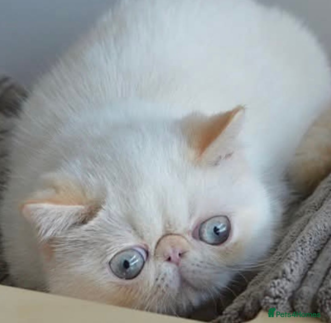 Exotic cats for sale: Outstanding Exotic Persian  - Image 16