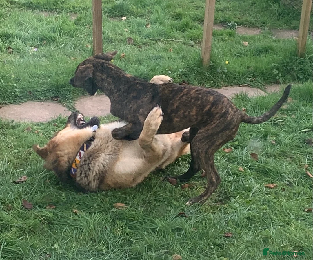 German Shepherd dogs for stud: Spectacular GSD wolfdog *for Stud only* in Dursley - Advert 35