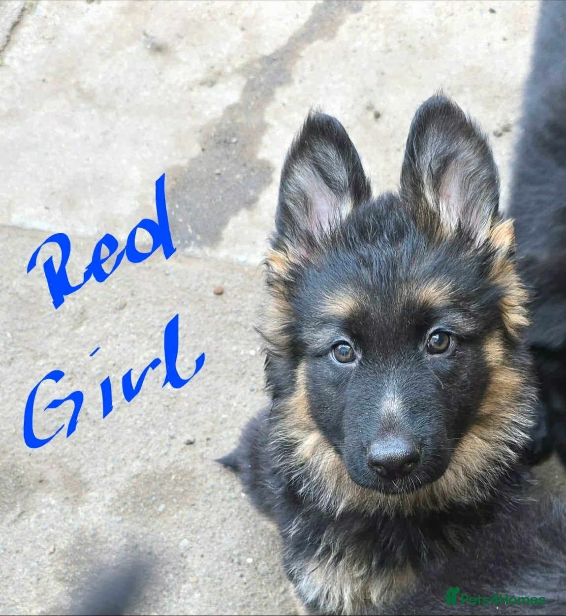German Shepherd dogs 9 beautiful german shepards looking for a home - Advert 2
