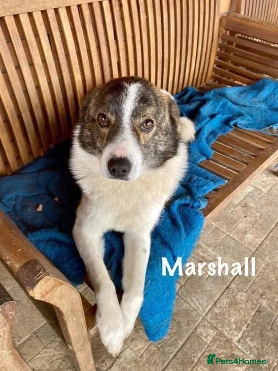 Mixed Breed dogs for adoption: Albie - Norwich Norfolk  - Advert 9