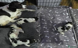 English Springer Spaniel dogs for sale: Stunning Pedigree Registered Pups - Image 28