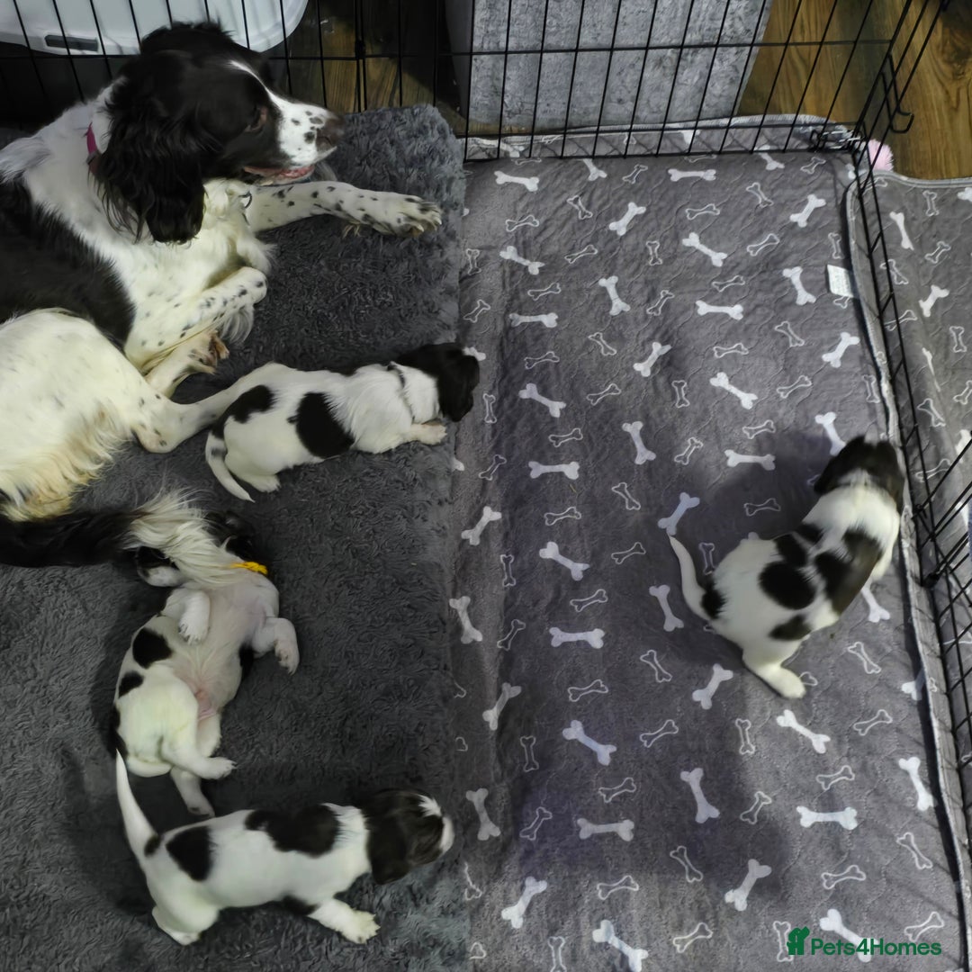 English Springer Spaniel dogs for sale: Stunning Pedigree Registered Pups - Image 28