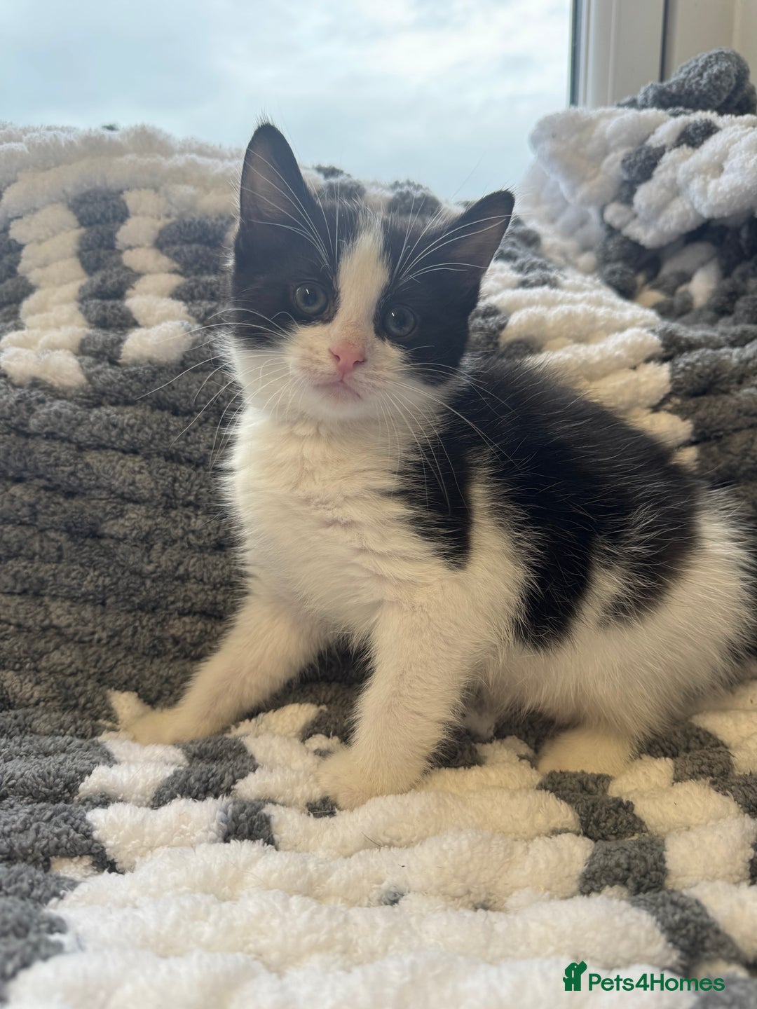 Mixed Breed cats for sale: 2 Kittens left ‼️ReadyToGo reduce price - Advert 6