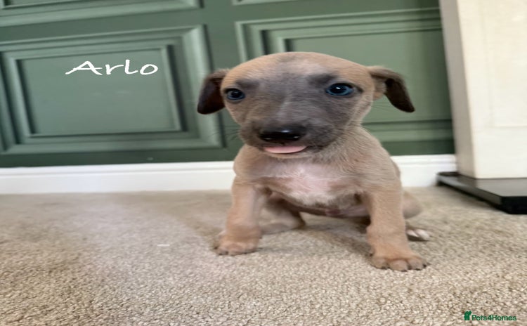 Whippet dogs - Advert 3